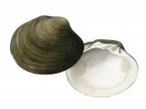 Illustration of Icelandic Cyprine (Arctica islandica) (#2339)
