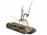 Illustration of Ichneumon Wasp (Rhyssa persuasoria (#3140)
