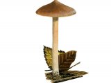 Illustration of Inocybe Nitidiuscula (#3487)