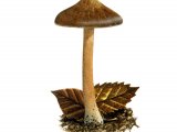 Illustration of Inocybe assimilata (#3530)