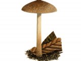 Illustration of Inocybe curvipes (#3557)