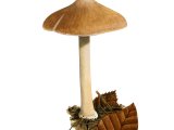 Illustration of Inocybe grammata (#3555)