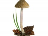 Illustration of Inocybe griseolilacina (Lilac Leg Fibrecap) (#3483)