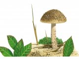 Illustration of Inocybe impexa (#3484)