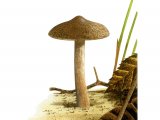 Illustration of Inocybe lacera (Torn Fibrecap) (#3486)
