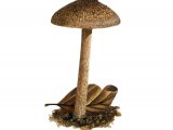 Illustration of Inocybe lanuginosa (#3554)