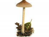 Illustration of Inocybe phaeodisca (#3537)