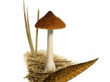 Illustration of Inocybe salicis (#3571)