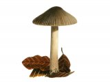 Illustration of Inocybe splendens var. phaeoleuca (#3469)
