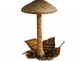 Illustration of Inocybe stellatospora (Wooly Fibrecap) (#3551)