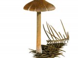 Illustration of Inocybe striata (#3529)