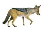 Illustration of Jackal (Black-backed) Canis mesomelas (#1407)