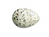 Illustration of Jackdaw egg (Corvus monedula) (#2426)