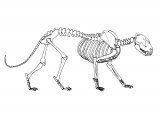 Illustration of Jaguar Skeleton (Panthera onca) (#1091)