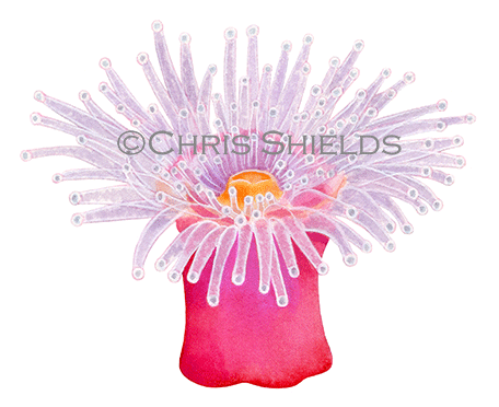 Illustration of Jewel Anemone (Corynactis viridis) (#4604)