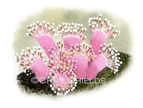 Illustration of Jewel Anemone (Corynactis viridis) (#1829)