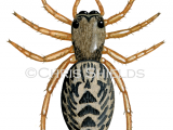 Illustration of Jumping Spider (Europhrys langigera). (#2920)