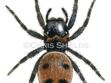 Illustration of Jumping Spider (Evarcha-falcata) (#4705)