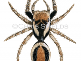 Illustration of Jumping Spider male (Evarcha falcata) (#2917)