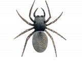 Illustration of Jumping Spider (Neon reticulatus) (#2927)