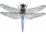 Illustration of Keeled Skimmer (Orthetrum coerulescens) (#2620)
