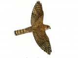 Illustration of Kestrel female in flight (Falco tinnunculus) (#0821)