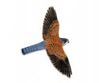 Illustration of Kestrel male in flight (Falco tinnunculus) (#0819)