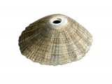 Illustration of Keyhole Limpet (Diodora apertura) (#1915)