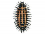 Illustration of Kindney-spot Ladybird Larvae (Chilocorus renipustulatus) (#1797)