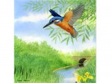 Illustration of Kingfisher (Alcedo atthis) (#0765)