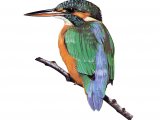 Illustration of Kingfisher (Alcedo atthis) (#3703)