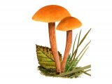 Illustration of Laccaria laccata (Deceiver) (#3998)