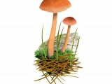 Illustration of Laccaria laccata (Deceiver) (#4000)