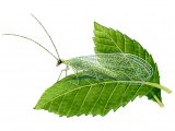 Illustration of Lacewing (Chrysopa 7-punctata (#0888)