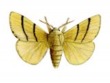 Illustration of Lackey Moth (Malacosoma neustria) (#1258)