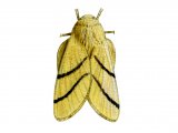 Illustration of Lackey Moth (Malacosoma neustria) (#1259)