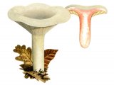 Illustration of Lactarius acris (#1928)