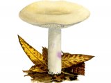 Illustration of Lactarius aspidus (#1908)