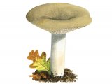 Illustration of Lactarius azonites (#3501)