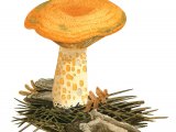 Illustration of Lactarius deliciosus (Saffron Milkcap) (#3502)