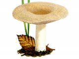 Illustration of Lactarius pubesscens (Bearded Milkcap) (#1920)