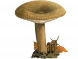 Illustration of Lactarius romagnesii (#3506)