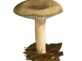 Illustration of Lactarius ruginosus (#3507)