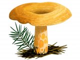 Illustration of Lactarius salmonicolor (#1924)