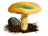 Illustration of Lactarius semisanguifluss (#1925)