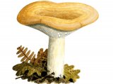 Illustration of Lactarius zonarius (#1927)