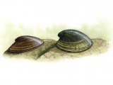 Illustration of Lake & River Limpets (Acroloxus lacustris) & (Ancylus fluviatilis) (#1653)