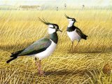 Illustration of Lapwing (Vanellus vanellus) (#1813)