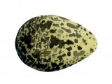 Illustration of Lapwing egg (Vanellus vanelus) (#0756)