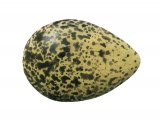 Illustration of Lapwing egg Vanellus vanelus (#1776)